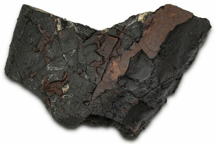 Dragon Scale Stone (Iron, Manganese, Siderite Nodule) #350196